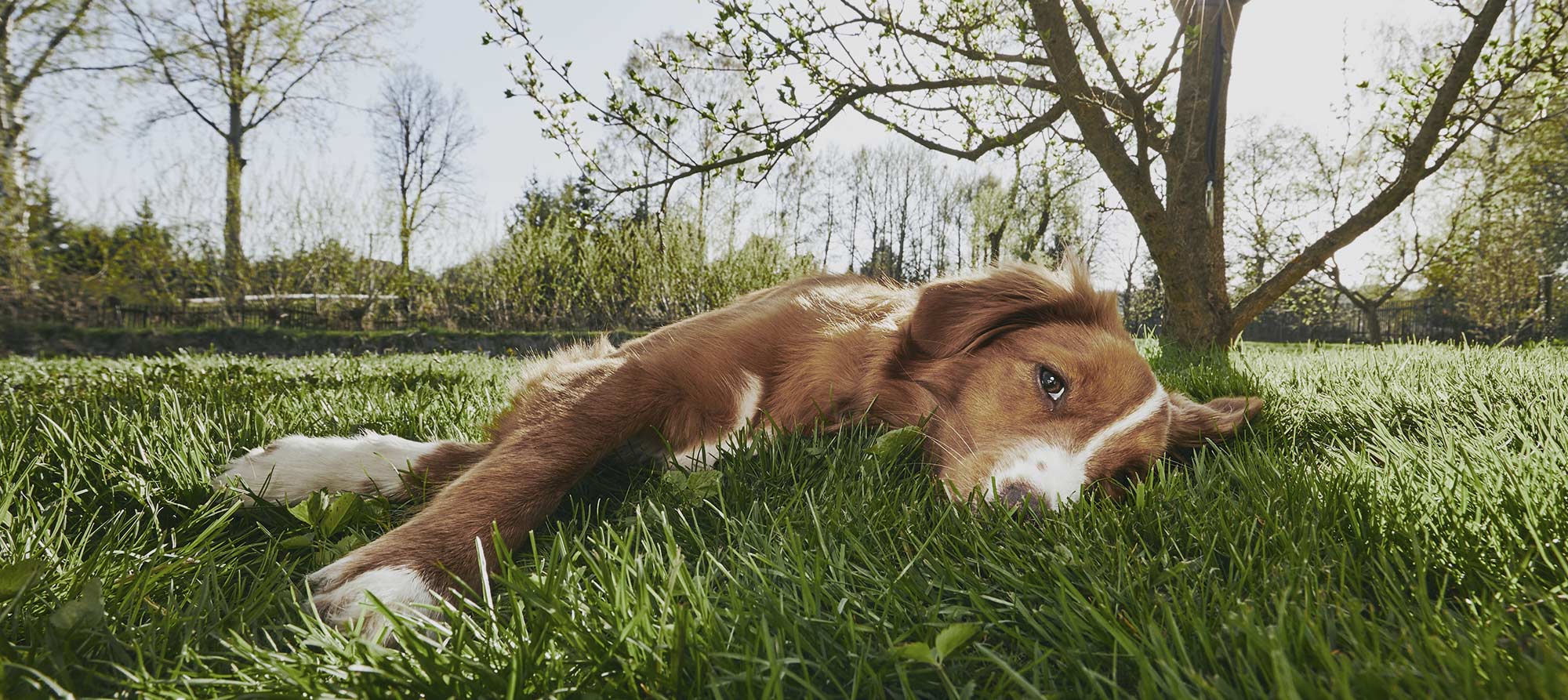 Hundbur